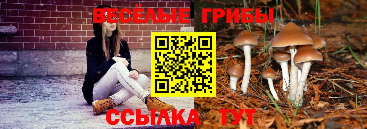 Галлюциногенные грибы Psilocybe Миллерово